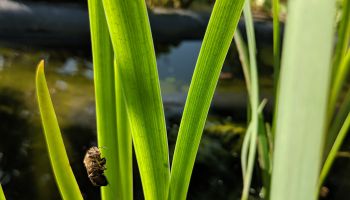 Kleiner Teich als Bienentränke
